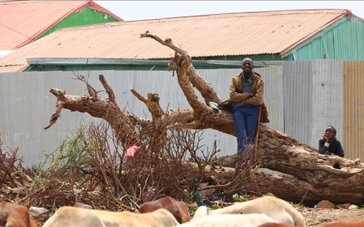 21 Arab, Islamic, African countries condemn, reject Israeli recognition of Somaliland